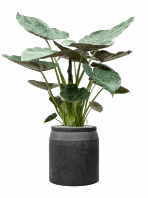 Alocasia Wentii In Baq Raindrop D 32 H 148 cm - PlantenShop24 - 23-04-2025