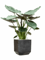 Alocasia Wentii In Baq Terrazzo D 32 H 142 cm - PlantenShop24 - 23-04-2025