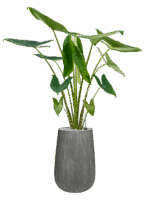 Alocasia Zebrina In Ridged Vertically D 24 H 127 cm - PlantenShop24 - 25-04-2025