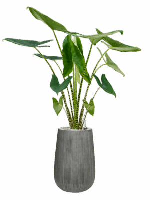 Alocasia Zebrina In Ridged Vertically D 24 H 127 cm - PlantenShop24 - 25-04-2025