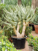 Aloe Dichotoma D 42 H 140 cm - PlantenShop24 - 22-04-2025
