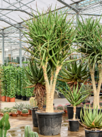 Aloe Tongaensis Medusa D 68 H 300 cm - PlantenShop24 - 15-05-2025