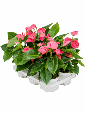 Anthurium Andraeanum Pink Champion D 12 H 40 cm - PlantenShop24 - 12-05-2025