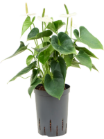 Anthurium Andraeanum Sierra White D 15 H 55 cm - PlantenShop24 - 21-07-2025