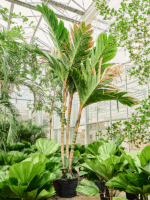 Areca Vestiaria D 60 H 275 cm - PlantenShop24 - 15-04-2025