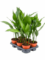 Aspidistra Elatior D 13 H 55 cm - PlantenShop24 - 29-04-2025