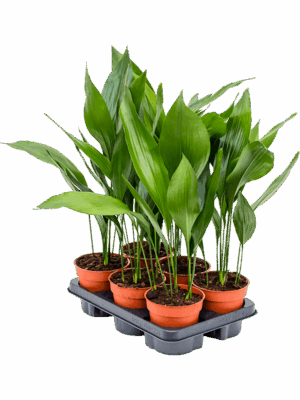 Aspidistra Elatior D 13 H 55 cm - PlantenShop24 - 29-04-2025