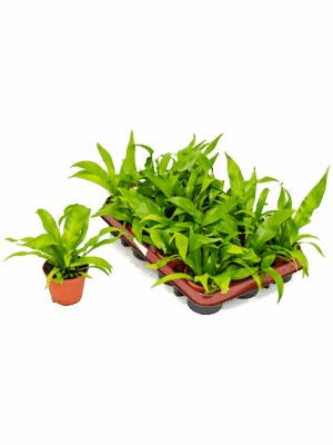 Asplenium Antiquum D 9 H 20 cm - PlantenShop24 - 16-05-2025