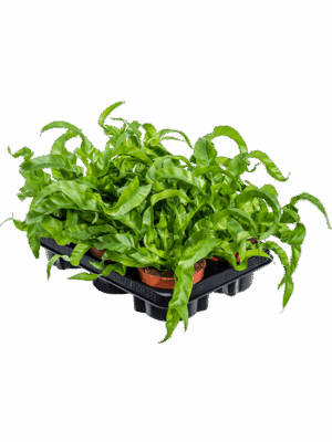 Asplenium Antiquum Hurricane D 12 H 20 cm - PlantenShop24 - 16-05-2025