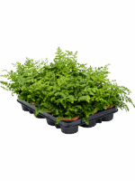 Asplenium Dimorphum Parvati D 9 H 15 cm - PlantenShop24 - 06-05-2025