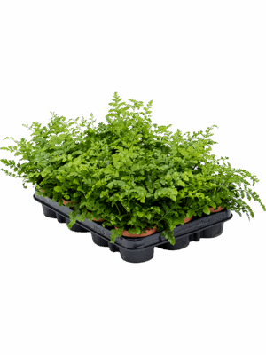 Asplenium Dimorphum Parvati D 9 H 15 cm - PlantenShop24 - 06-05-2025