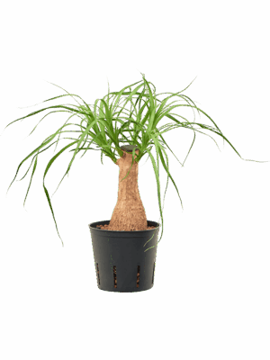 Beaucarnea Recurvata D 13 H 40 cm - PlantenShop24 - 16-06-2025