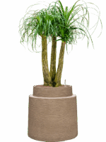 Beaucarnea Recurvata In Colorado D 28 H 118 cm - PlantenShop24 - 28-04-2025