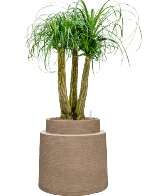 Beaucarnea Recurvata In Colorado D 28 H 118 cm - PlantenShop24 - 28-04-2025