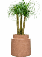 Beaucarnea Recurvata In Colorado D 28 H 119 cm - PlantenShop24 - 28-04-2025