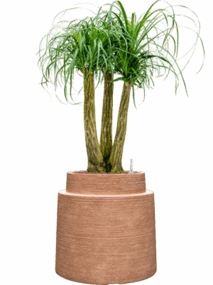 Beaucarnea Recurvata In Colorado D 28 H 119 cm - PlantenShop24 - 28-04-2025