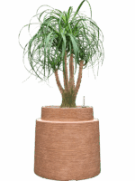 Beaucarnea Recurvata In Colorado D 32 H 114 cm - PlantenShop24 - 28-04-2025