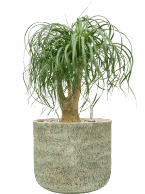 Beaucarnea Recurvata In Mont Blanc D 27 H 69 cm - PlantenShop24 - 21-04-2025
