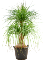 Beaucarnea Recurvata Nolina D 55 H 220 cm - PlantenShop24 - 04-04-2025