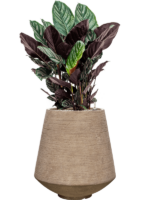 Calathea Sanderiana In Colorado D 24 H 93 cm - PlantenShop24 - 14-04-2025