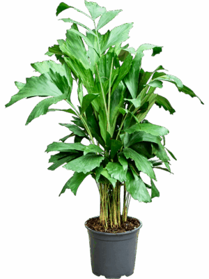 Caryota Mitis D 19 H 90 cm - PlantenShop24 - 22-04-2025