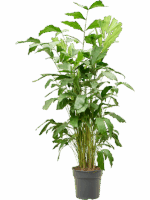 Caryota Mitis D 27 H 170 cm - PlantenShop24 - 24-04-2025