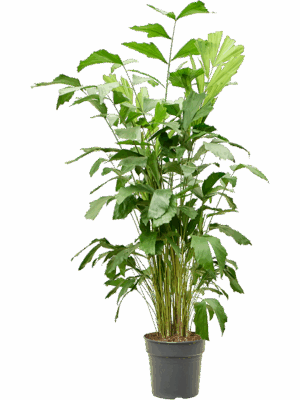 Caryota Mitis D 27 H 170 cm - PlantenShop24 - 24-04-2025