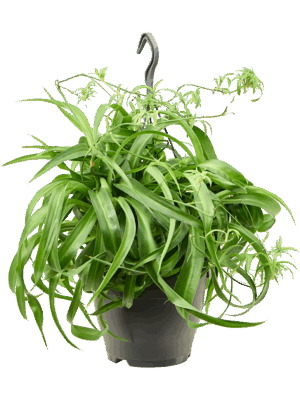 Chlorophytum Comosum Green Bonnie D 19 H 40 cm - PlantenShop24 - 16-05-2025