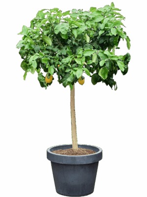Citrus Lemon D 55 H 180 cm - PlantenShop24 - 01-05-2025