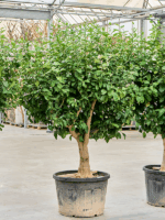 Citrus Lemon D 75 H 240 cm - PlantenShop24 - 12-05-2025