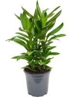 Cordyline Fruticosa Glauca D 19 H 45 cm - PlantenShop24 - 05-05-2025
