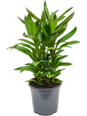 Cordyline Fruticosa Glauca D 19 H 45 cm - PlantenShop24 - 05-05-2025