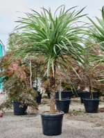 Cordyline Indivisa D 45 H 250 cm - PlantenShop24 - 05-05-2025