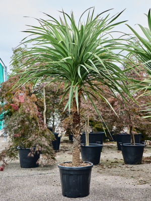 Cordyline Indivisa D 45 H 250 cm - PlantenShop24 - 05-05-2025
