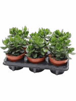 Crassula Ovata Hulk D 12 H 20 cm - PlantenShop24 - 24-04-2025