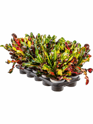 Croton Codiaeum Variegatum Mammi D 12 H 35 cm - PlantenShop24 - 27-05-2025