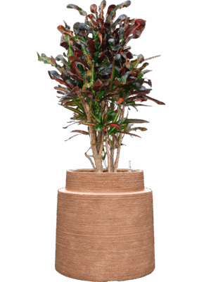 Croton Codiaeum Variegatum Mammi In Colorado D 22 H 119 cm - PlantenShop24 - 28-04-2025
