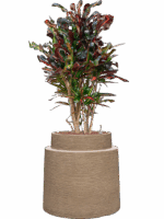 Croton Codiaeum Variegatum Mammi In Colorado D 22 H 119 cm - PlantenShop24 - 28-04-2025