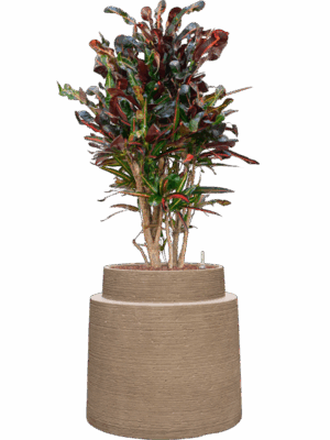 Croton Codiaeum Variegatum Mammi In Colorado D 22 H 119 cm - PlantenShop24 - 28-04-2025