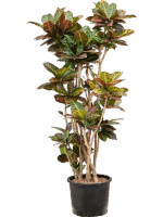Croton Codiaeum Variegatum Petra D 30 H 150 cm - PlantenShop24 - 06-05-2025