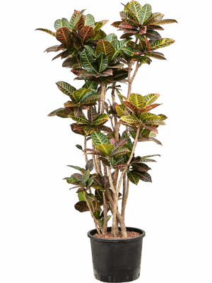 Croton Codiaeum Variegatum Petra D 30 H 150 cm - PlantenShop24 - 22-05-2025