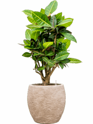 Croton Codiaeum Variegatum Petra In Coast Mountains D 18 H 91 cm - PlantenShop24 - 28-04-2025