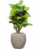 Croton Codiaeum Variegatum Petra In Coast Mountains D 18 H 91 cm - PlantenShop24 - 28-04-2025