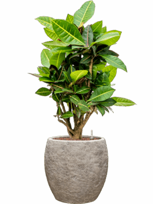 Croton Codiaeum Variegatum Petra In Coast Mountains D 18 H 91 cm - PlantenShop24 - 28-04-2025
