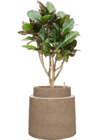 Croton Codiaeum Variegatum Petra In Colorado D 22 H 123 cm - PlantenShop24 - 28-04-2025