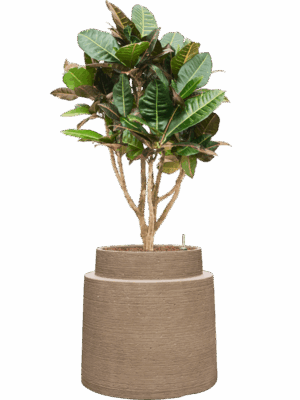 Croton Codiaeum Variegatum Petra In Colorado D 22 H 123 cm - PlantenShop24 - 28-04-2025