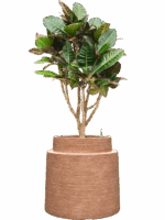 Croton Codiaeum Variegatum Petra In Colorado D 22 H 124 cm - PlantenShop24 - 28-04-2025