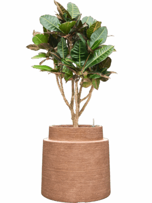 Croton Codiaeum Variegatum Petra In Colorado D 22 H 124 cm - PlantenShop24 - 28-04-2025