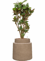 Croton Codiaeum Variegatum Petra In Colorado D 28 H 128 cm - PlantenShop24 - 28-04-2025