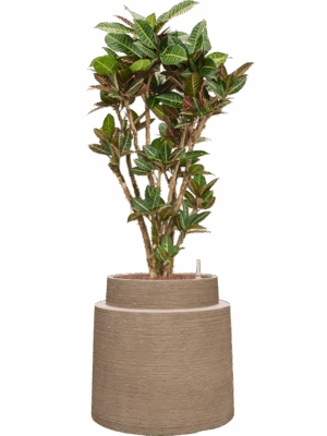 Croton Codiaeum Variegatum Petra In Colorado D 28 H 128 cm - PlantenShop24 - 28-04-2025